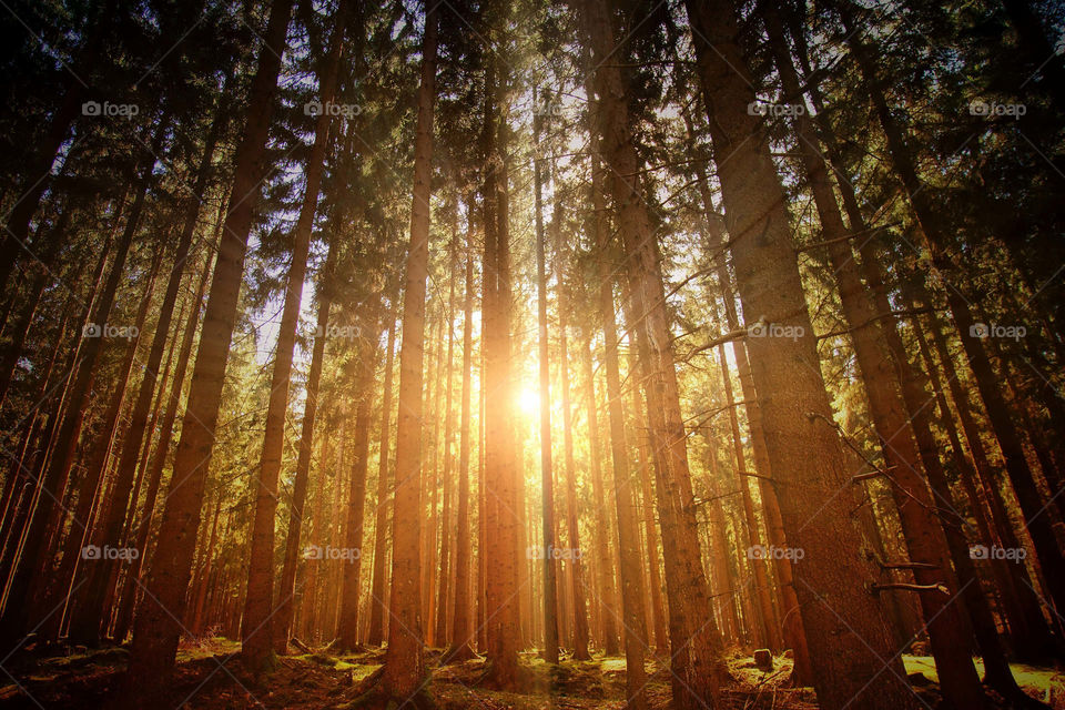 sunrise bursts through forest trees