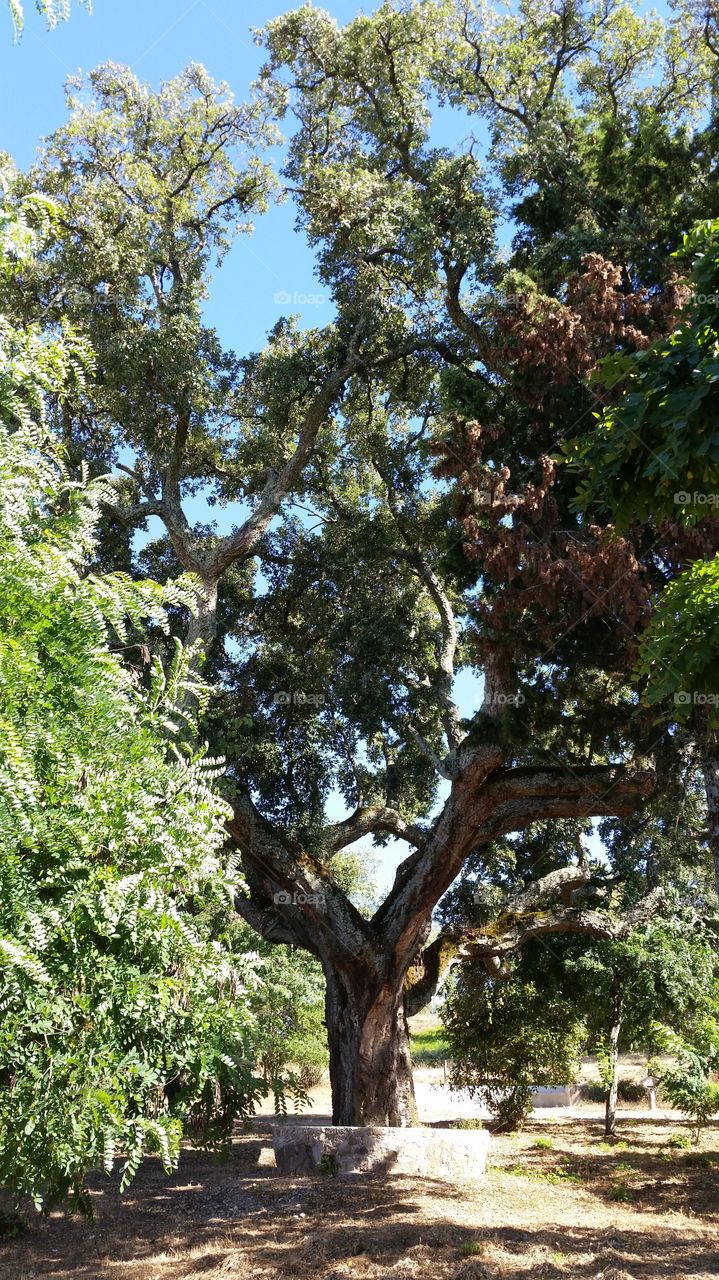 Korrodi Building Tree, Castelo de Vide, Portugal