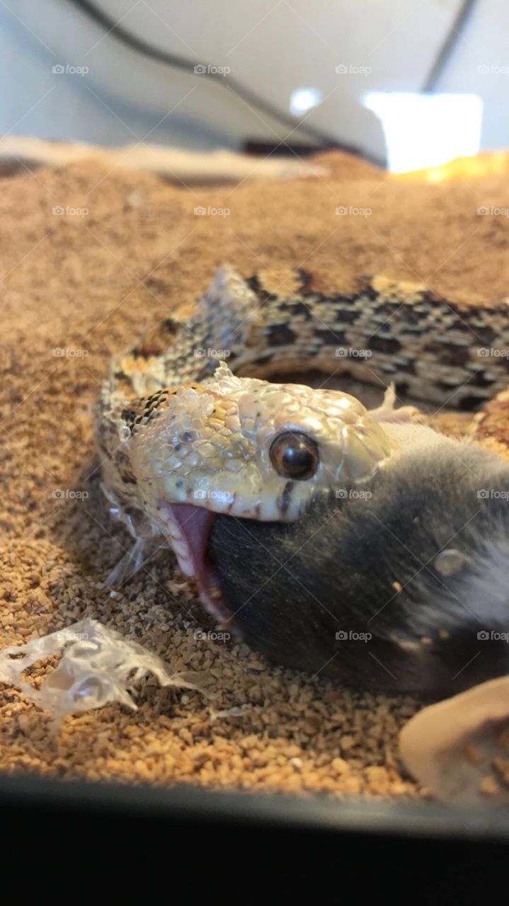 Snake eating mouse