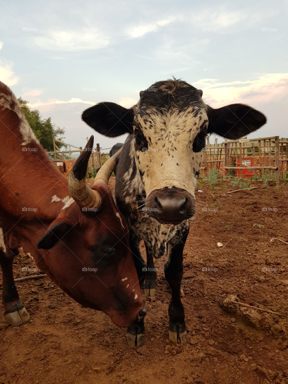 Nguni Cow Calf