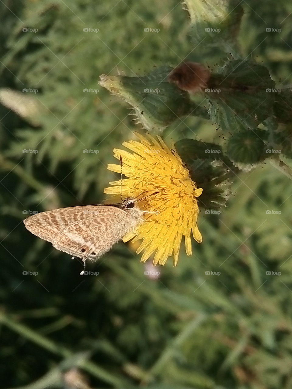 butterfly and yellow flower