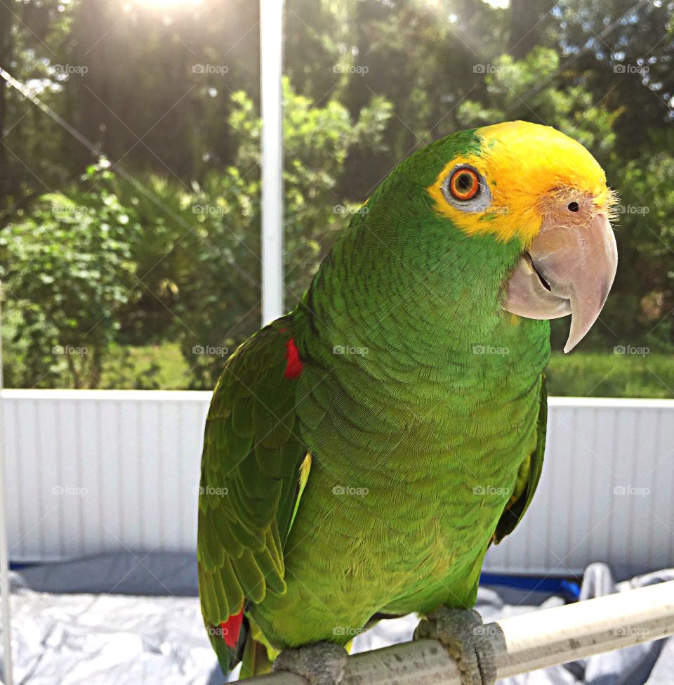 Amazon Parrot. Amazon Parrot in his outdoor porch waiting for his bath.