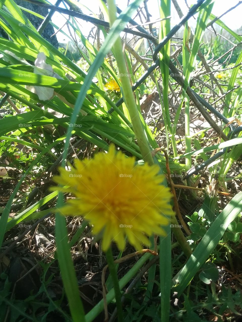 closeup of tiny yellow flower