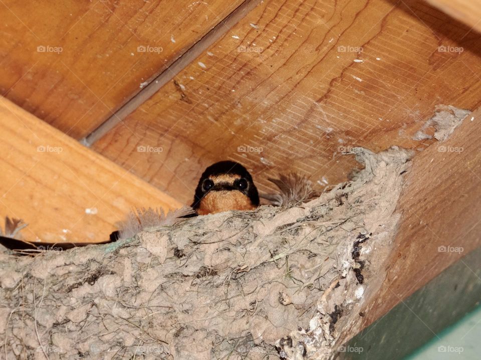 A bird built a nest on a structure’s eaves