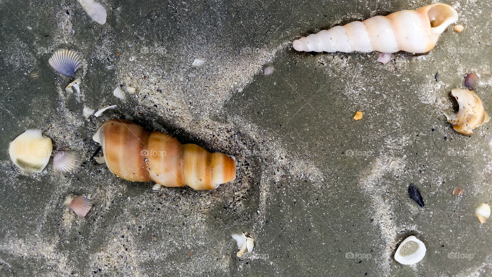 Seashells And Barnacles