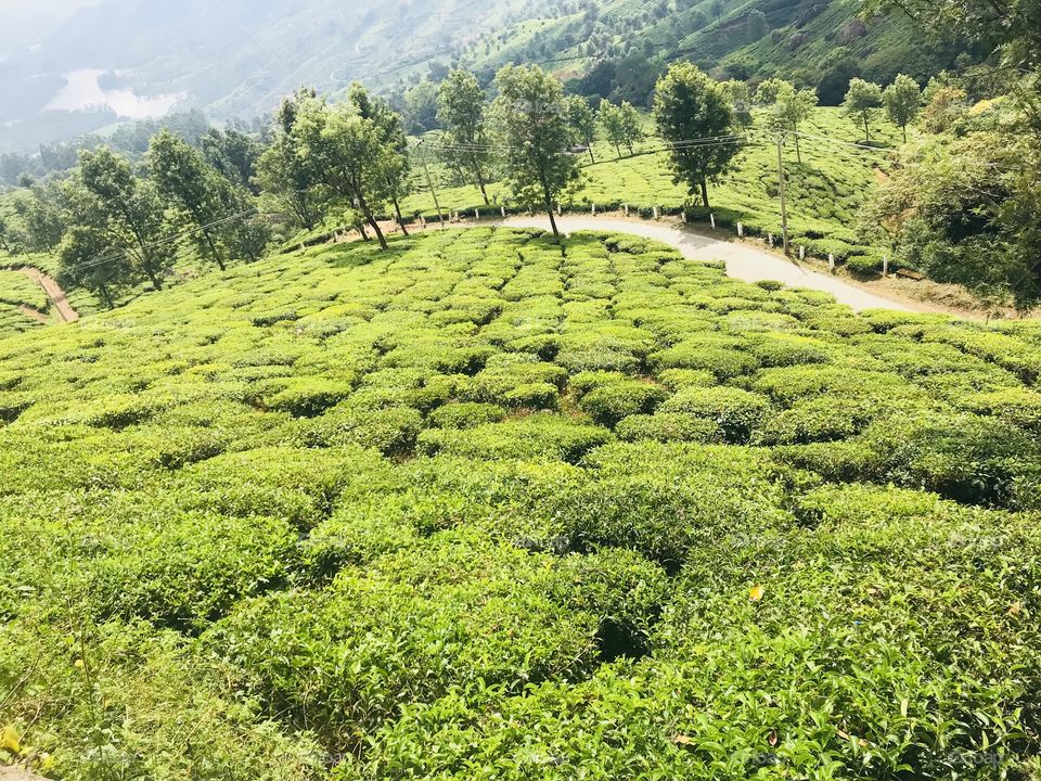 Mountain view of tea plants