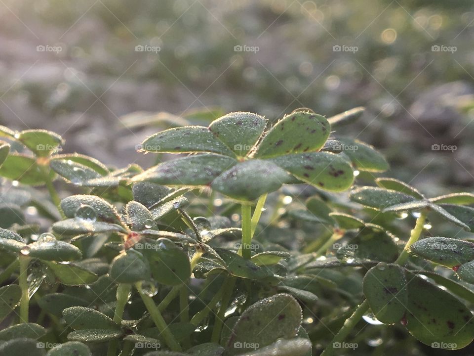 Glowing evening light after the rain