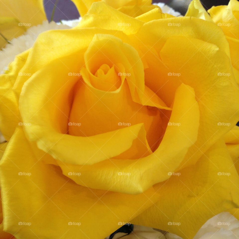 Rose, Flower, Love, Petal, Anniversary