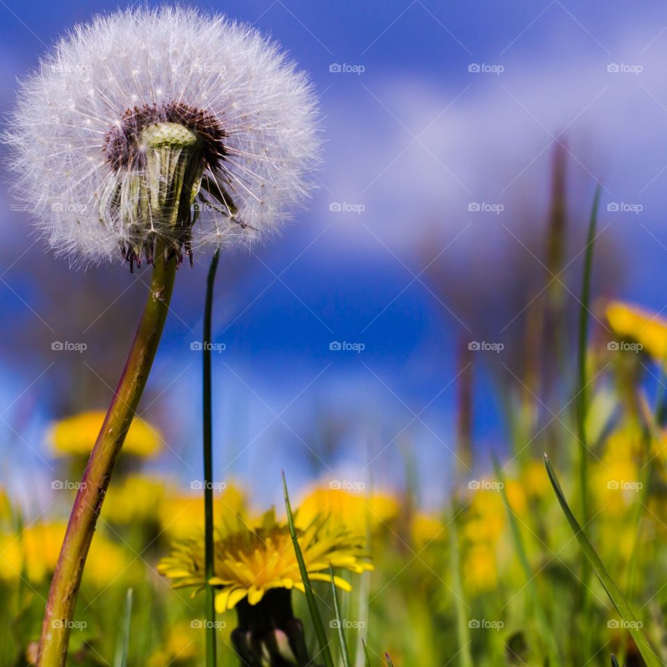 Dandelion 