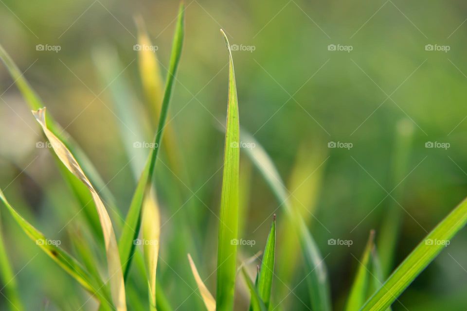 green grass blades in the sun