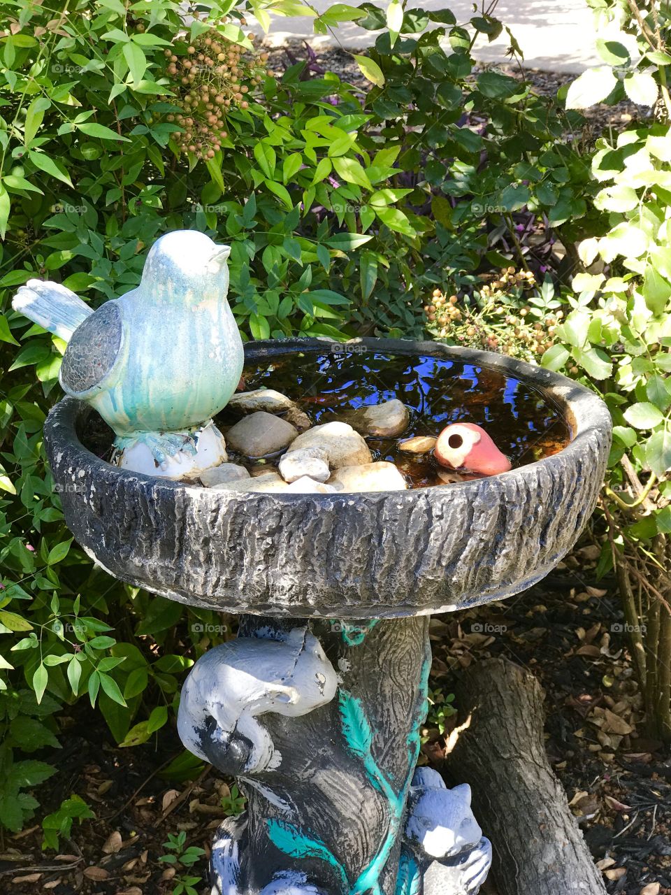 Bird Bath Reflection 