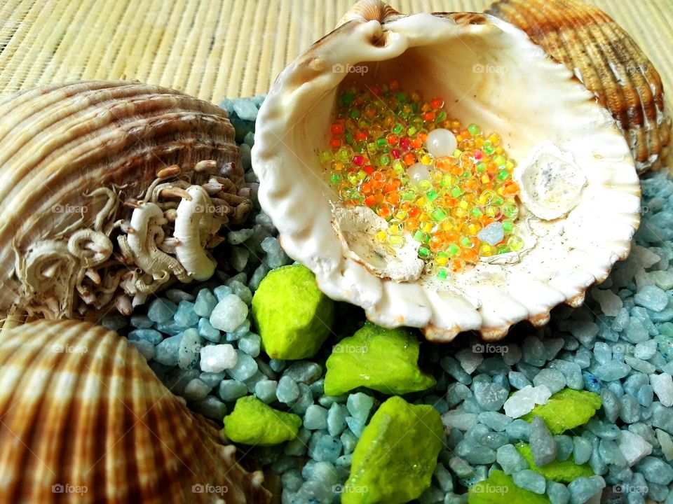 sea shells decoration