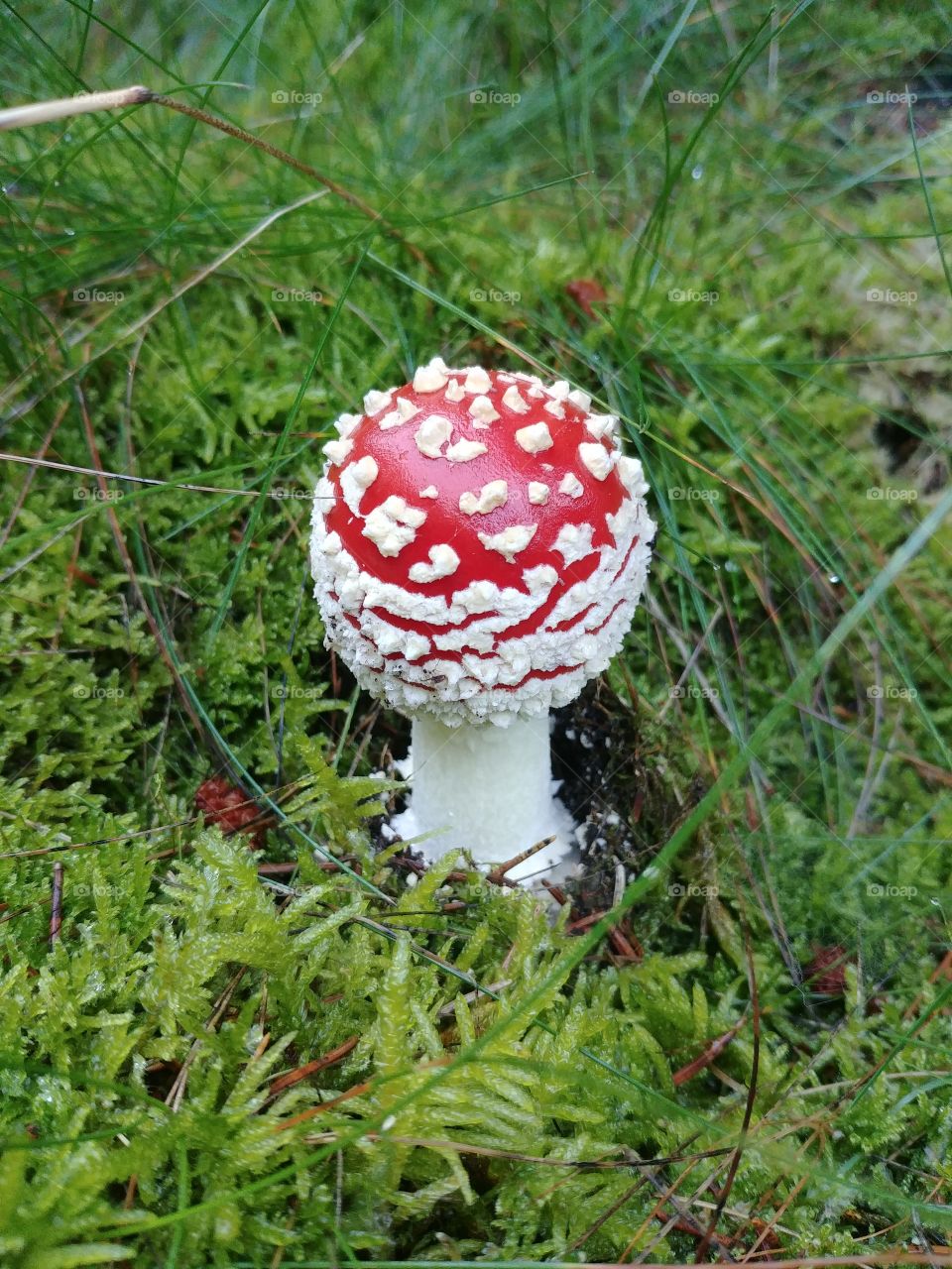 Fliegenpilz Pilz Mushroom Wald Boden Herbst autumn grün sammeln finden rot red