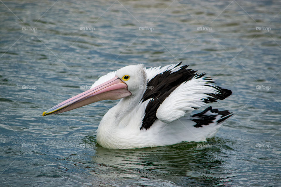 pelican rests on sea off Melbourne Australia