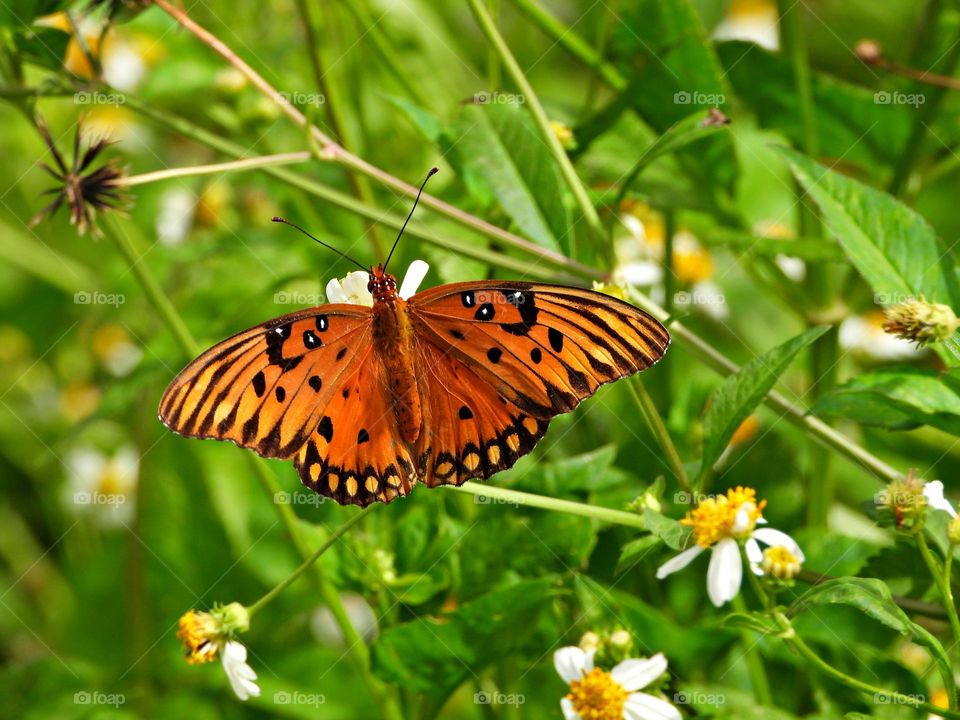 Monarch butterflies go through four stages during one life cycle and through four generations in one year. ... In March and April the eggs are laid on milkweed plants. They hatch into baby caterpillars, also called the larvae