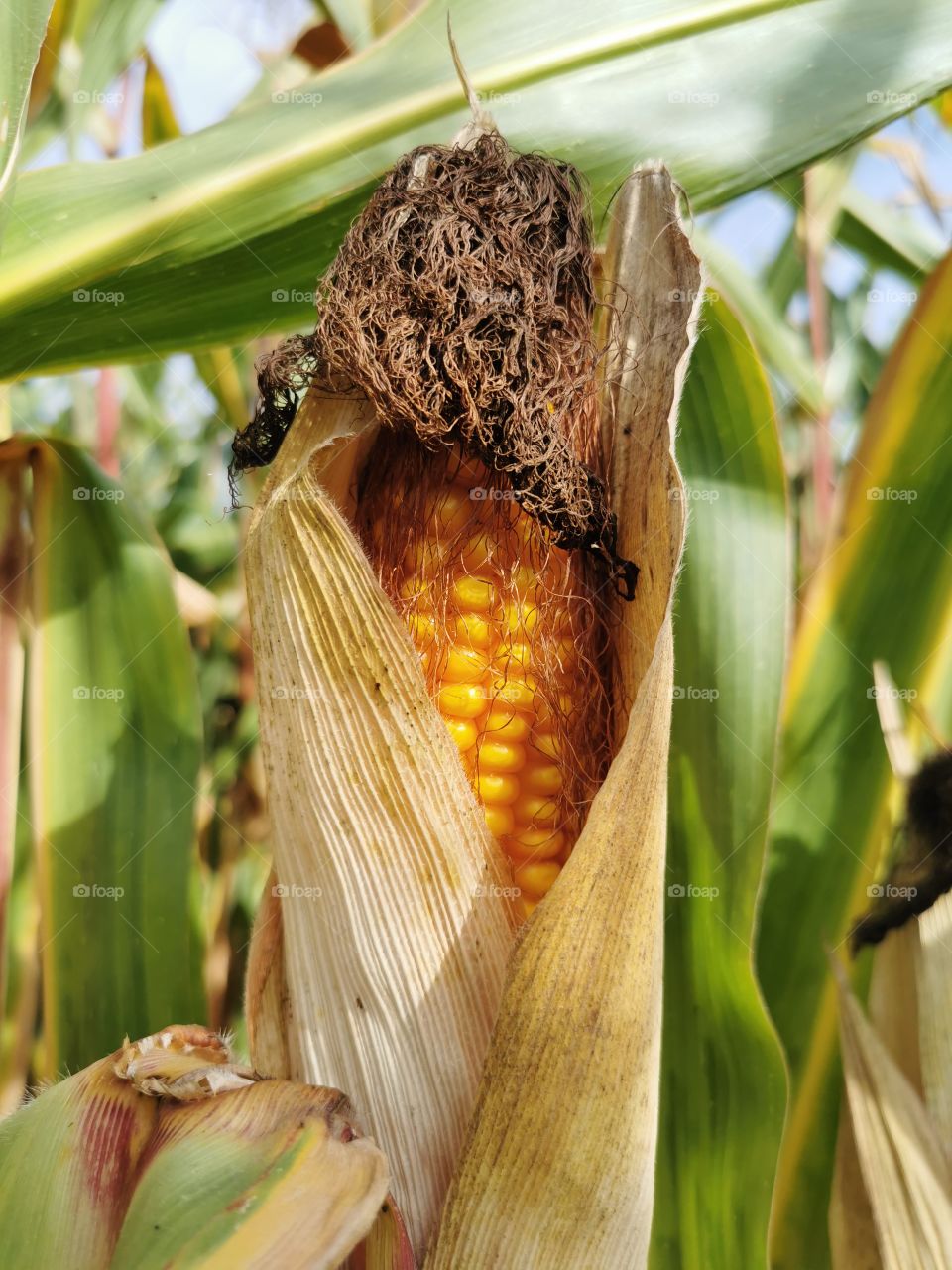 Corn ob on the field in warm light