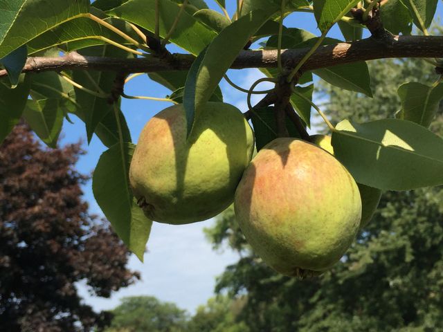 Pear tree