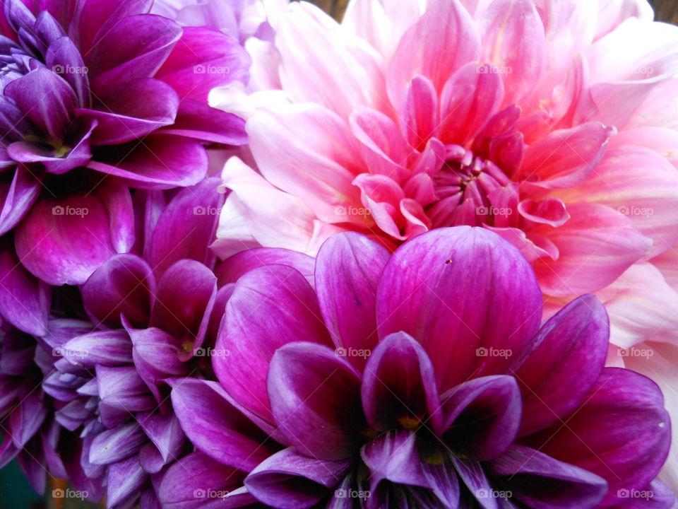 Zinnia medley in purple and pink 