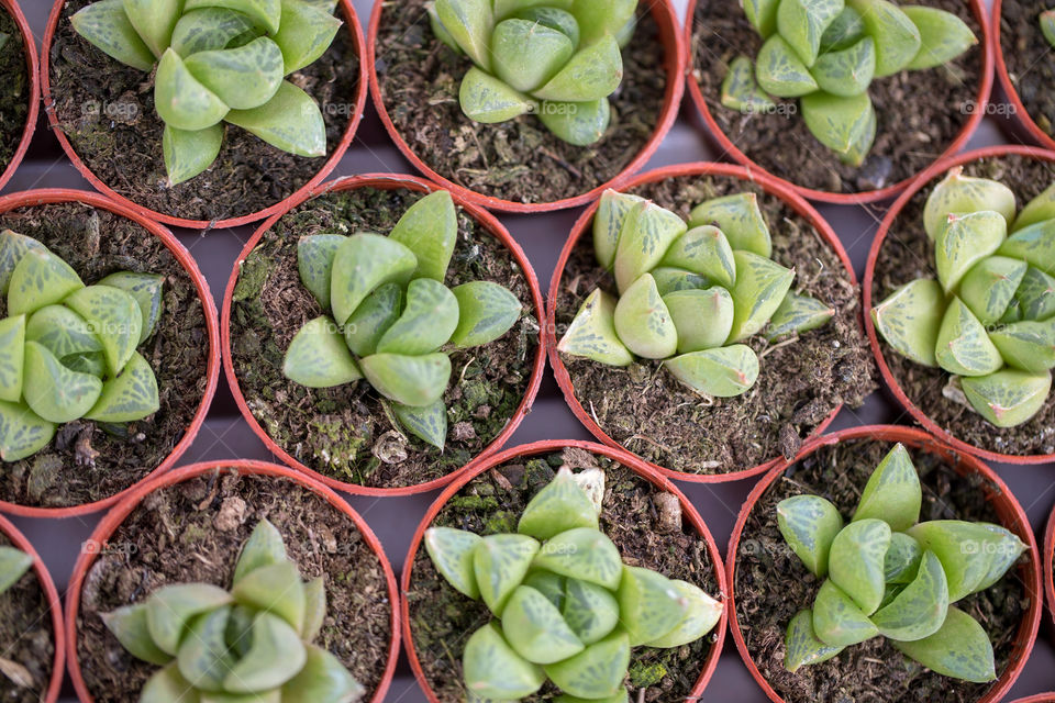 Succulents in the pots