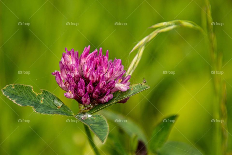 Pink flower