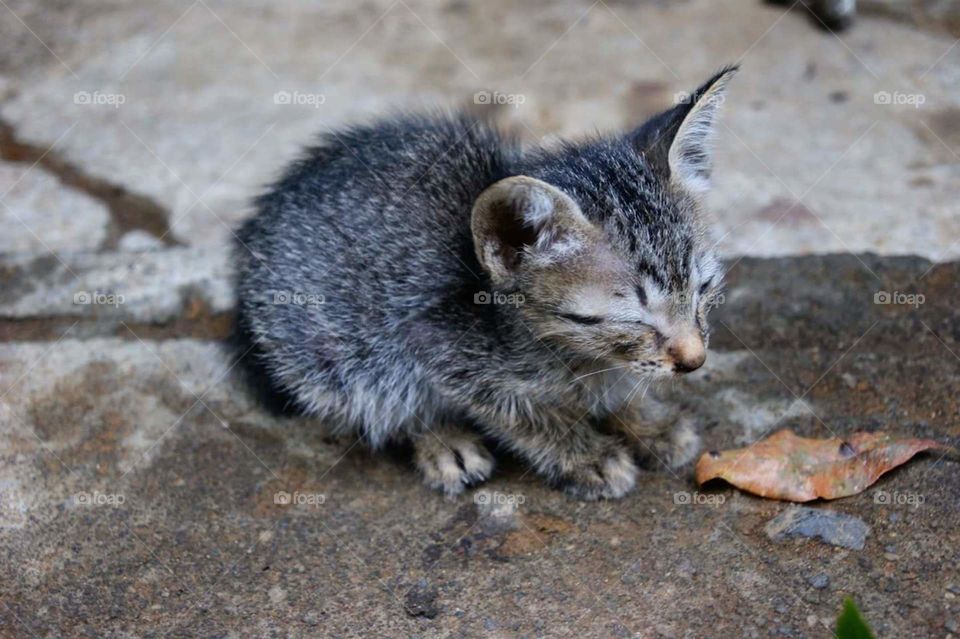 Little kitten in Bali