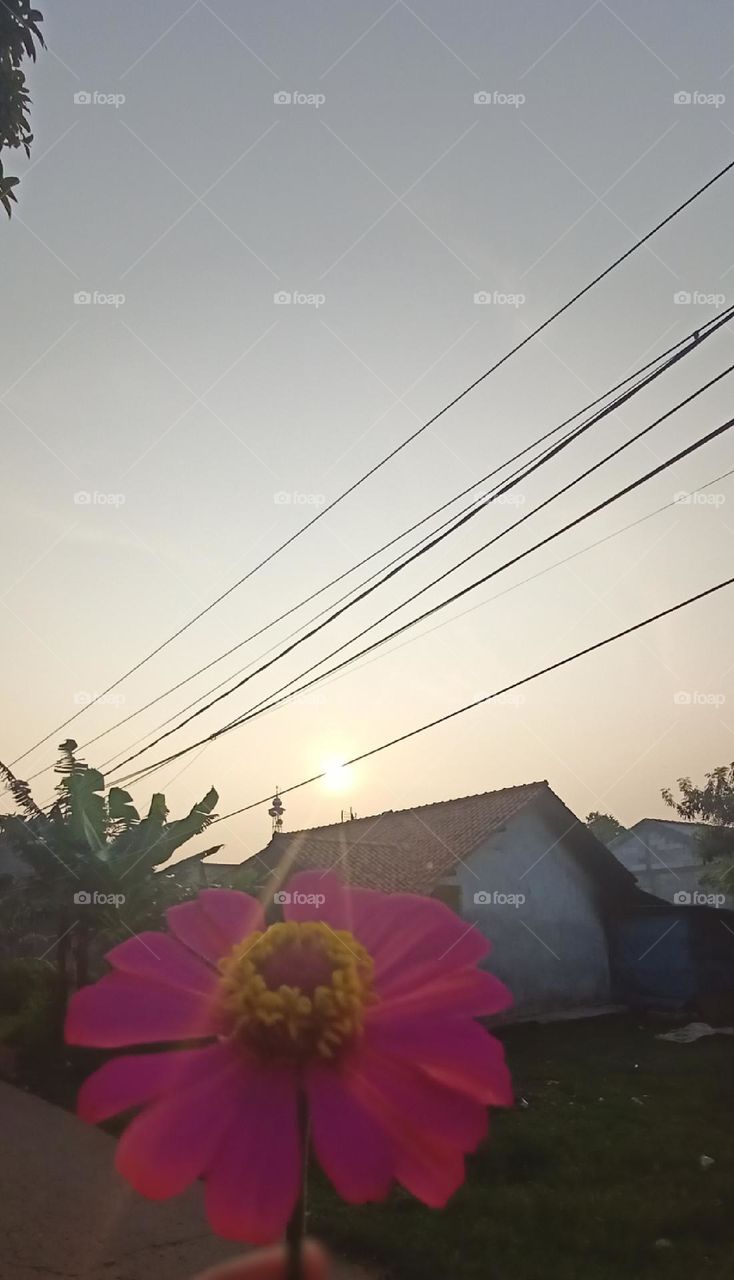 The Beautiful Sunrise and The Pink Flower