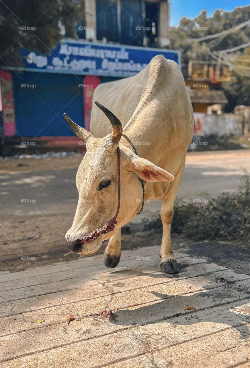 Cow - Domesticated animal - Sun light