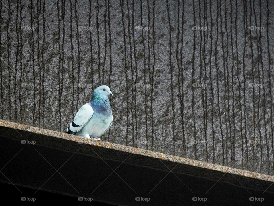 Close-up of a blue pigeon