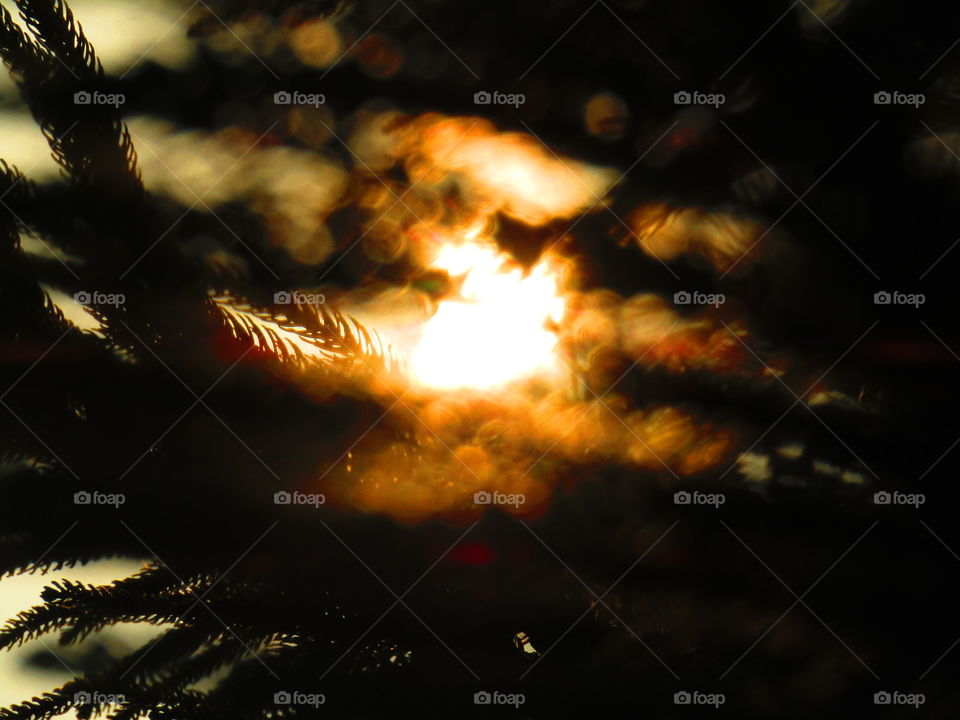 Beautiful sunset through trees or leaves with beautiful background