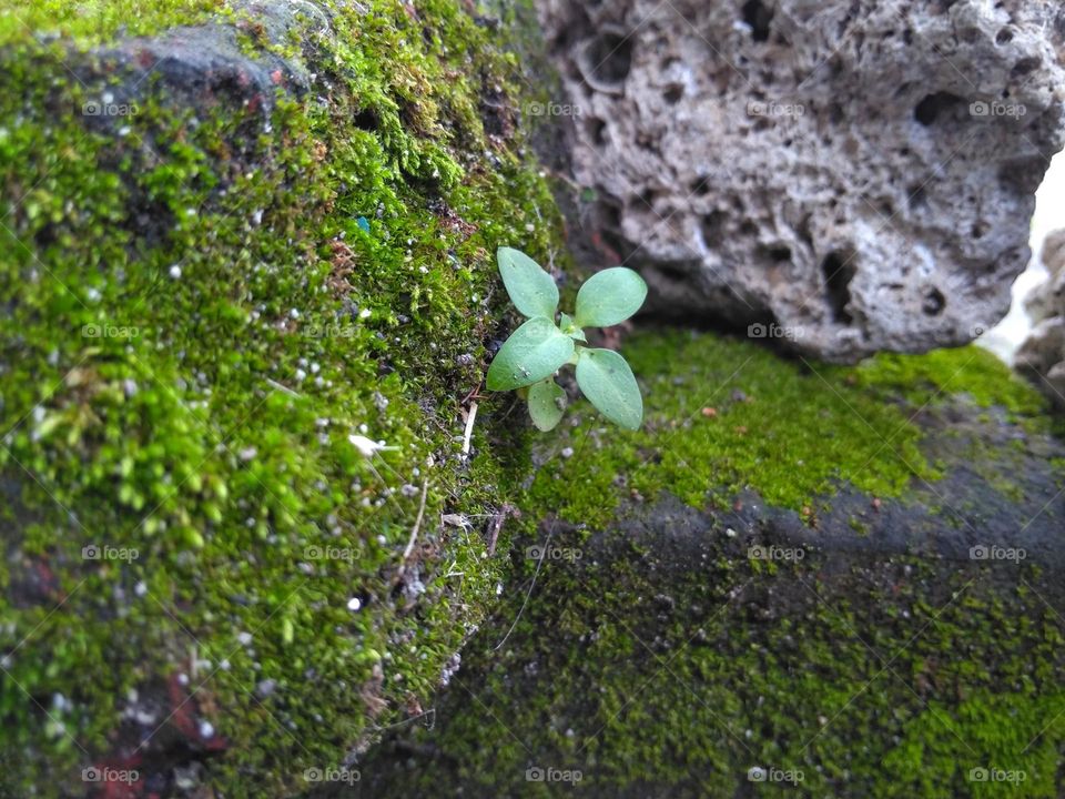 Plant grow on mossy brick