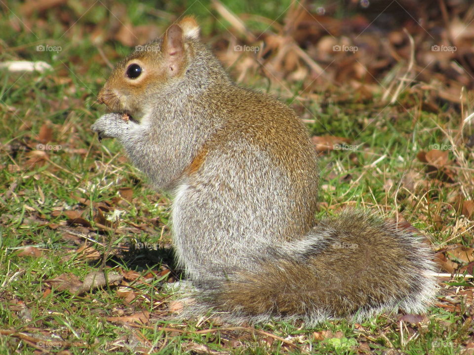 Squirrel, Rodent, Mammal, Wildlife, Tail