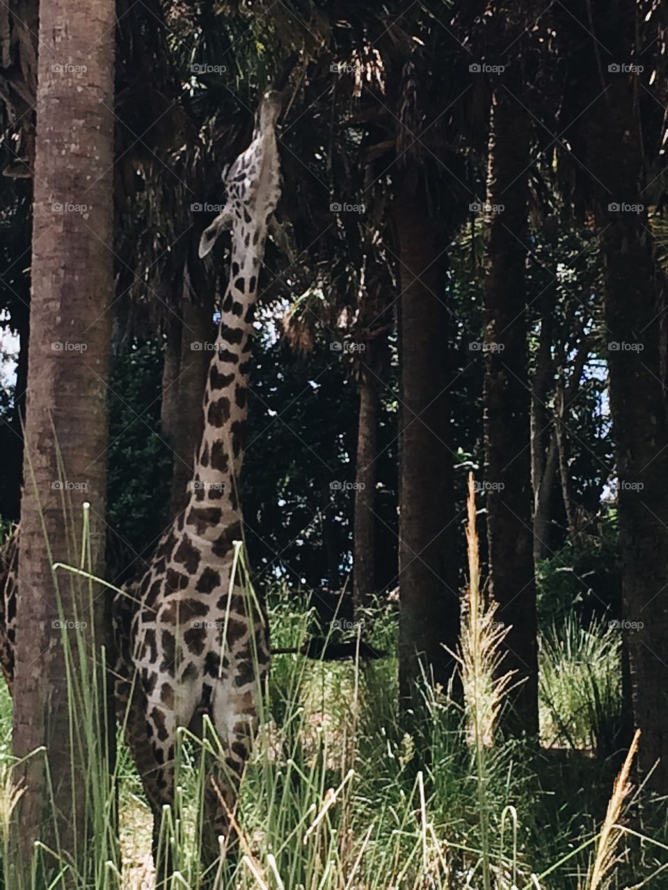 A close up of a tall giraffe eating from a tree. It’s long neck and spotted skin are easy to see in this summertime shot. 