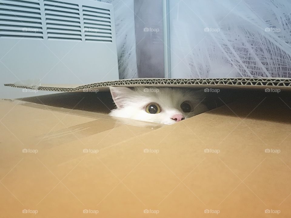 Cat in the box