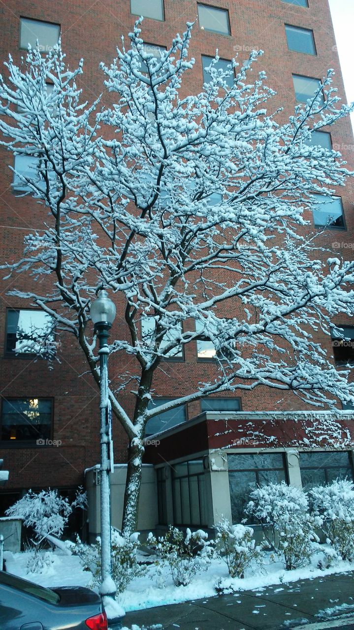Winter, Snow, Frost, No Person, Tree