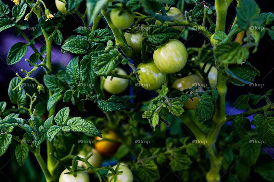 tomatoes growing