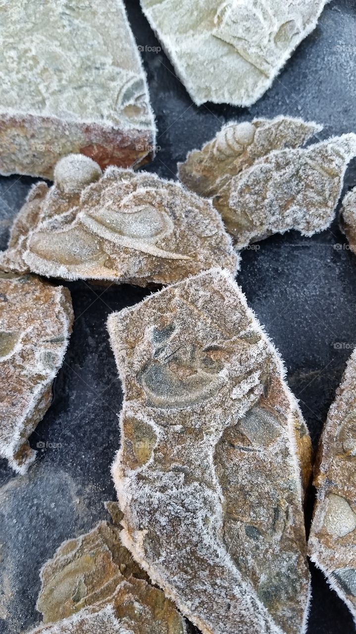 Frosted Trilobites