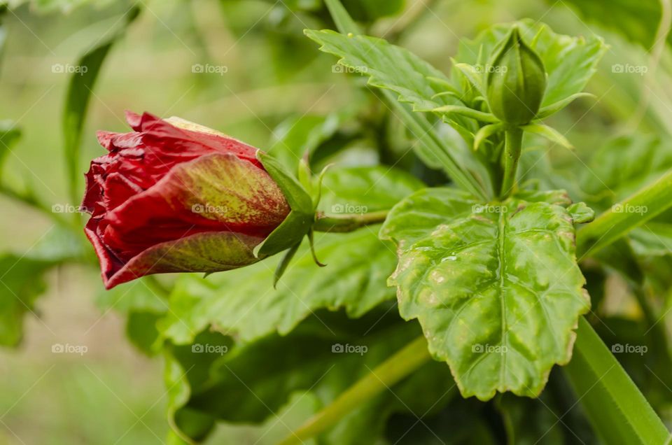 Hibiscus Flowers