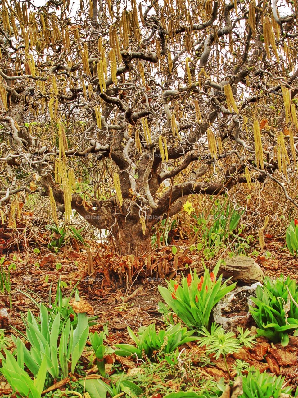 Close-up of single tree