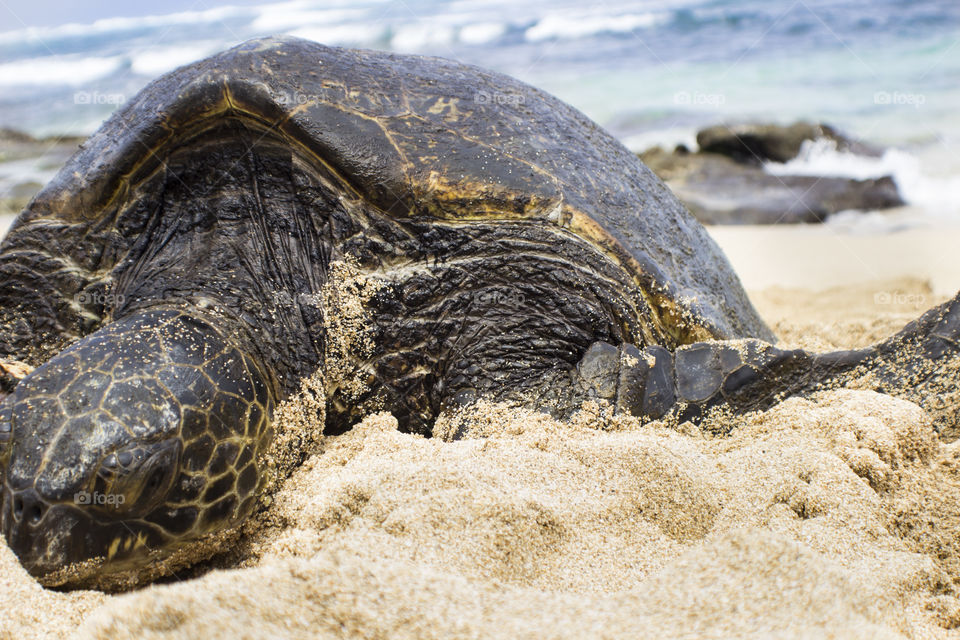 Turtle Beach. warming up in the sun.