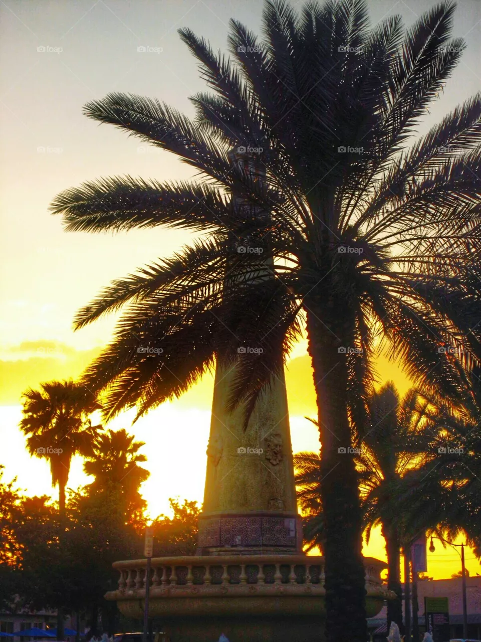 No Person, Palm, Tree, Tropical, Travel