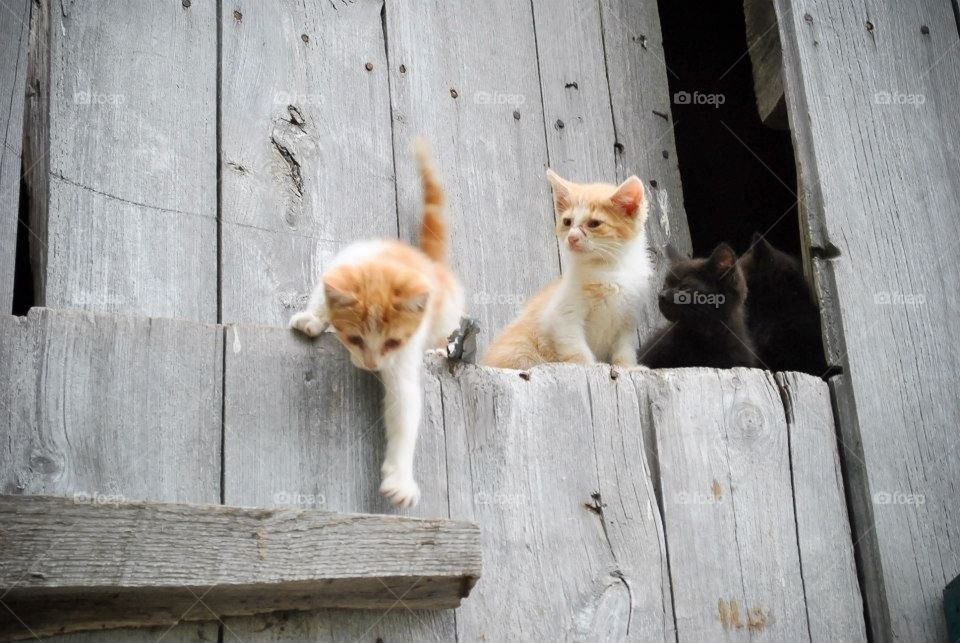 Barn cats