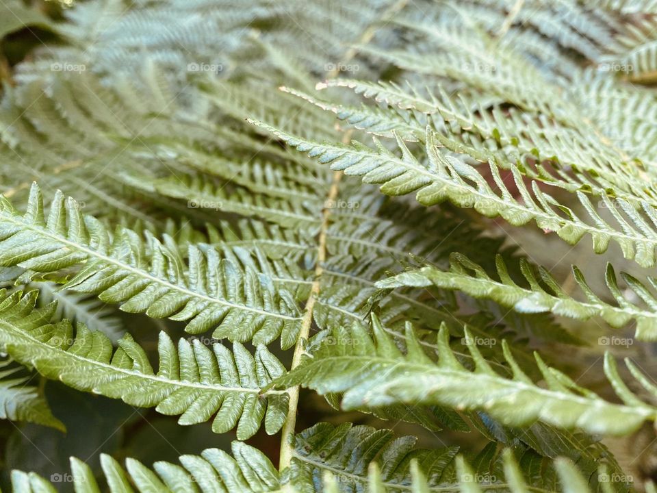 Fern