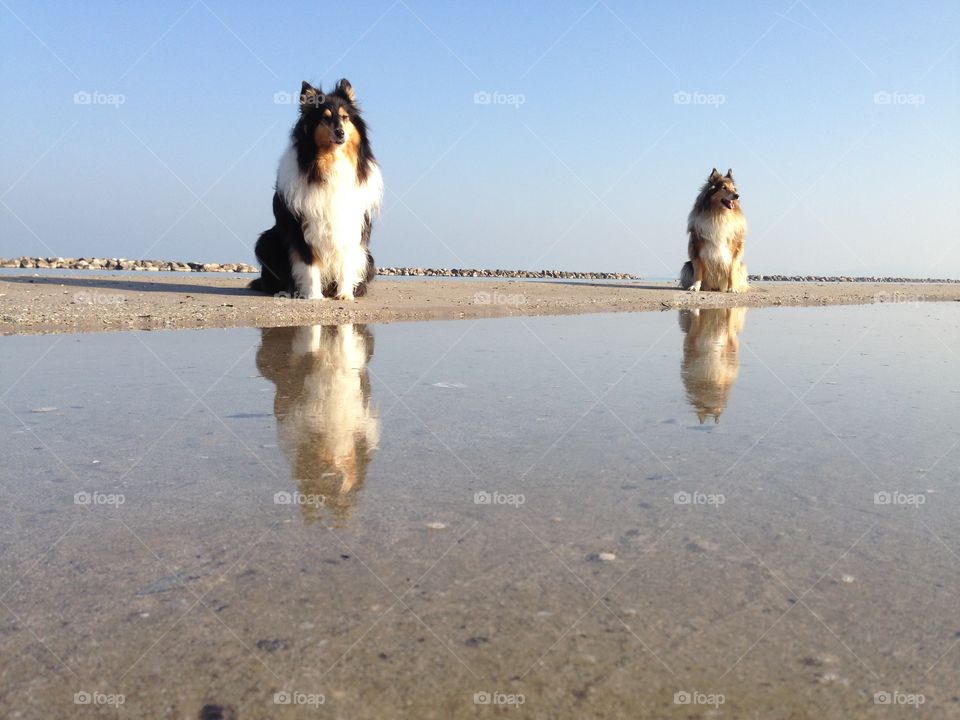 My dogs sitting at the beach, sitting near the sea and close to water so that I could catch their reflection in this warm almost winter sunny morning on the shore