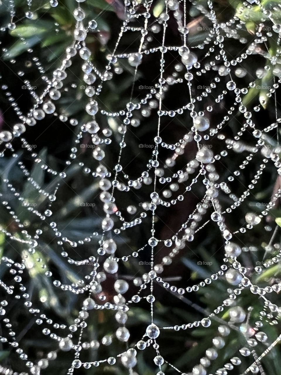 Spiderweb