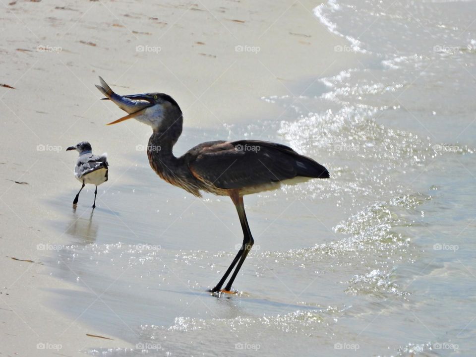 Birds & Bees - Nature in Motion - Birds in action - GREAT BLUE HERON consuming his diner - Birds steer mainly with their tails, and some use their wings for precise maneuvers