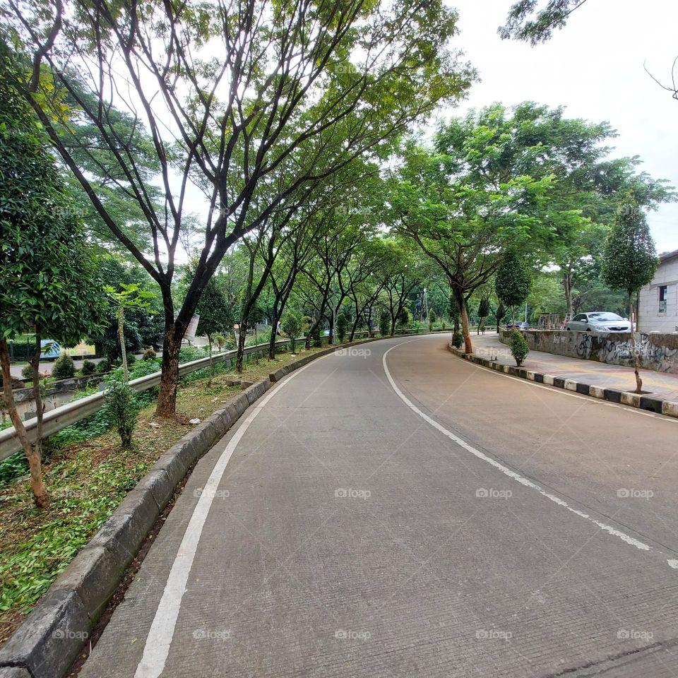 shady tree on the side of the road