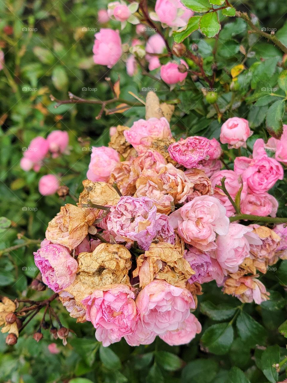 Walking in the park in Berlin, found the flowers interesting, the dying flowers added to the picture.