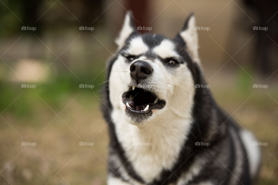 husky silly face