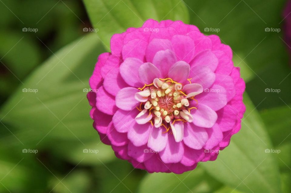 Close up of a lovely pink flower