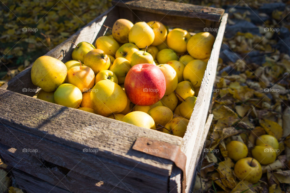 Harvest ripe juicy and tasty apples. Harvested juicy apples from fertile trees.